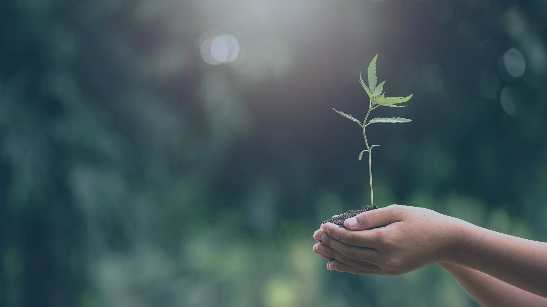 Für audius sind Nachhaltigkeit, Ressourcenschonung und Klimaschutz selbstverständlich. Diese Werte sind fest in unserer Unternehmensphilosophie verankert und leiten unser tägliches Handeln.