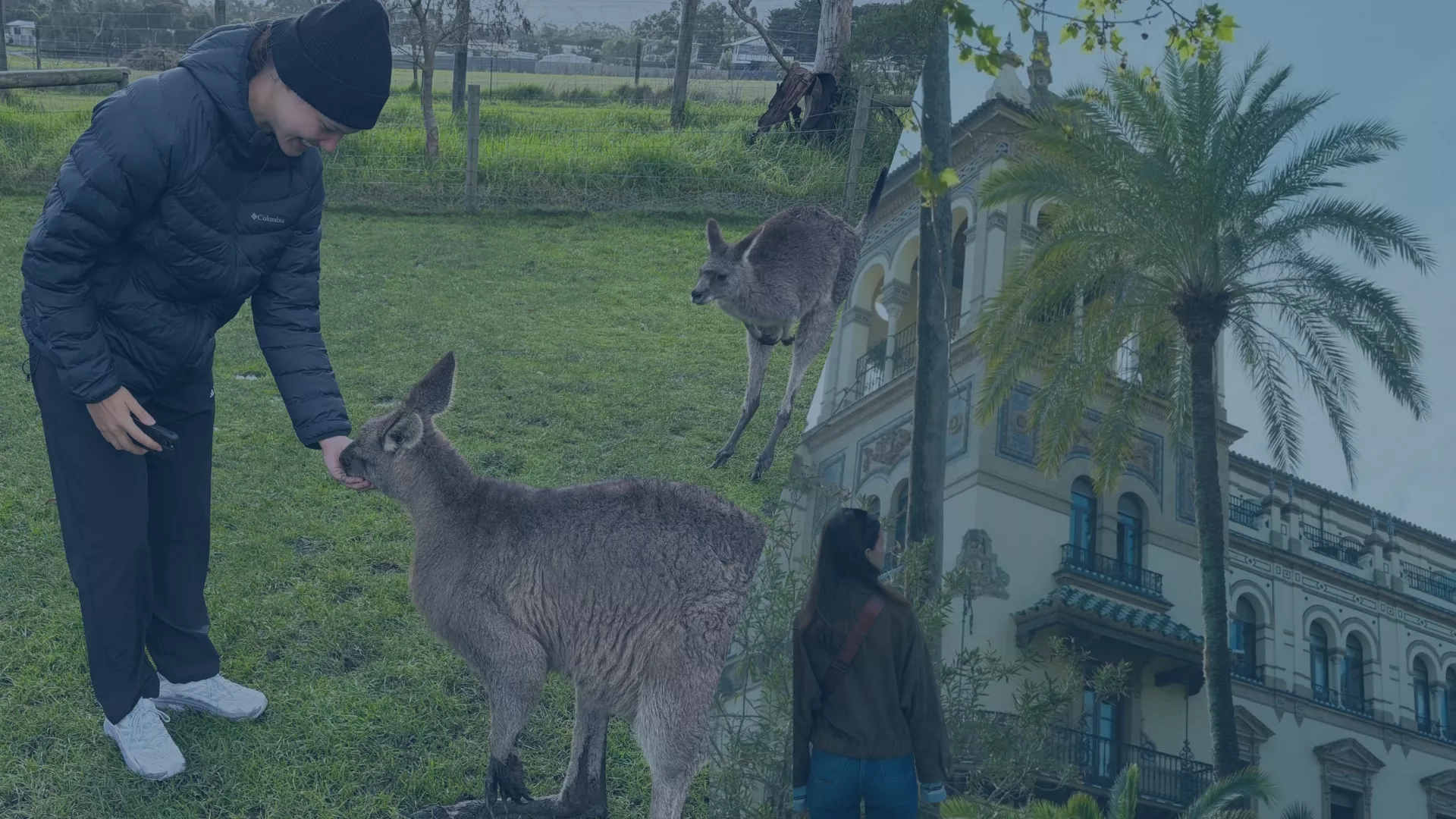 Zwei Studierende in warmer Kleidung füttern ein Känguru auf einer grünen Wiese in Australien – Symbolbild für die flexiblen Auslandssemester-Optionen von audius in Spanien und Australien.