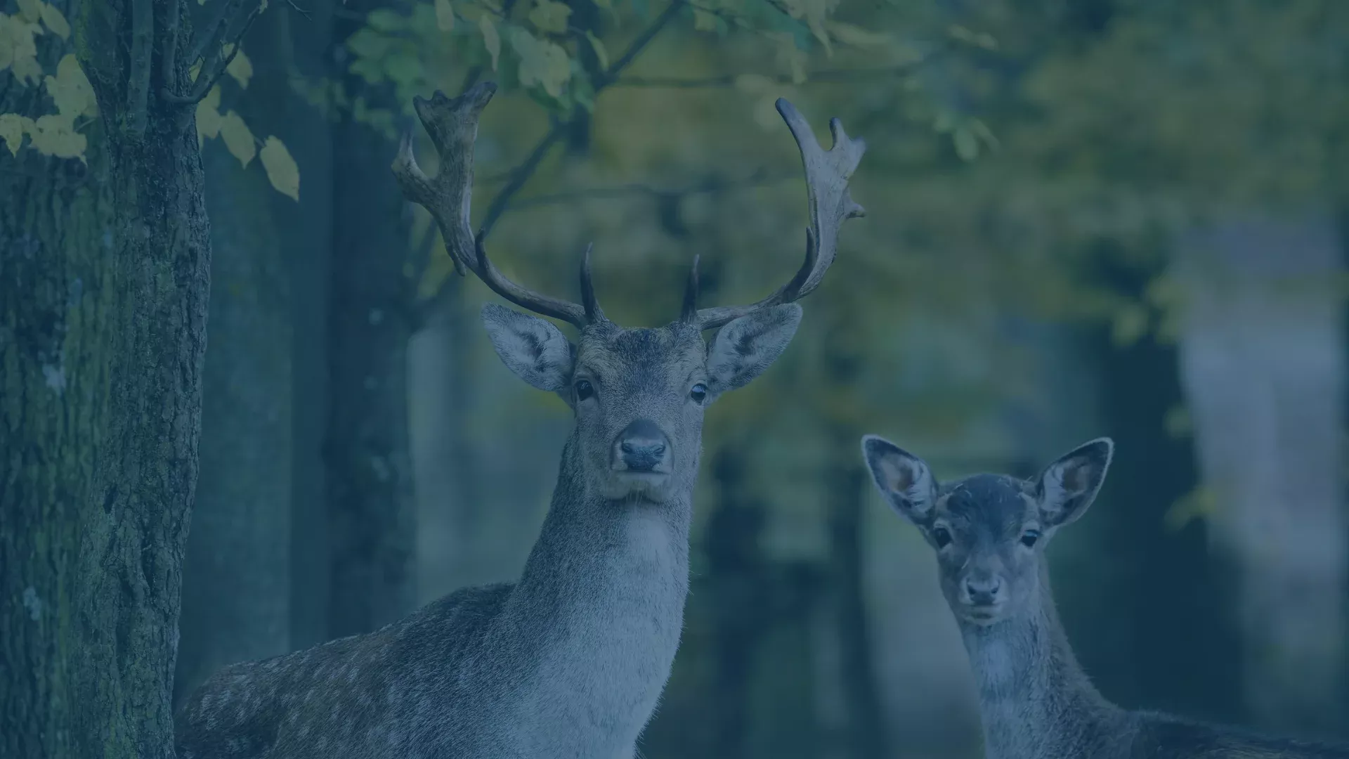 Success Story Wildtierportal