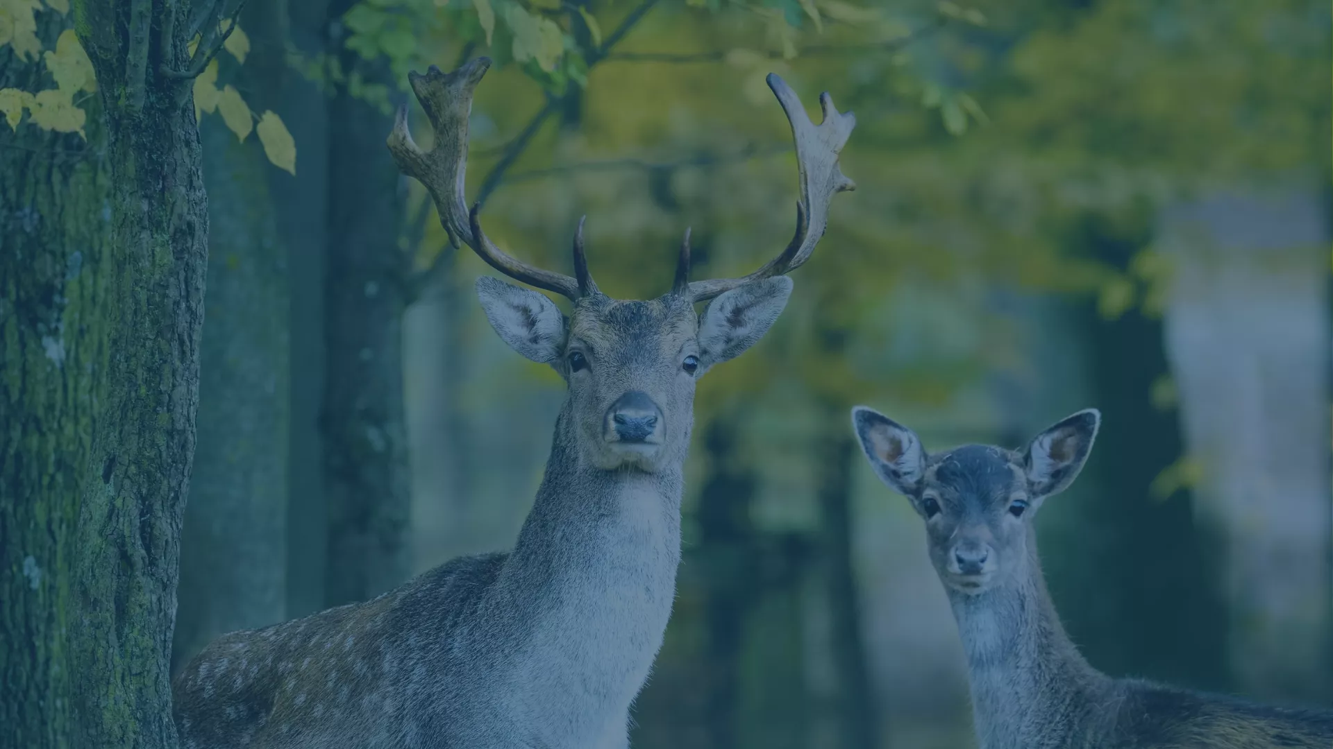 Zwei neugierige Rehe im Wald – Symbol für das Wildtierportal Baden-Württemberg und dessen sichere Cloud-Lösungen von audius.
